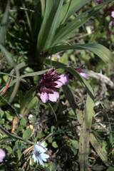 Anacamptis papilionacea
