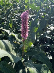 Persicaria amphibia