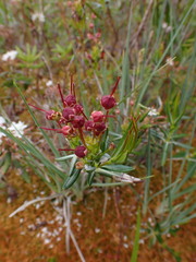 Kalmia microphylla