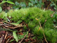 Dicranum fuscescens