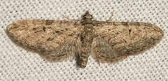 Eupithecia oxycedrata