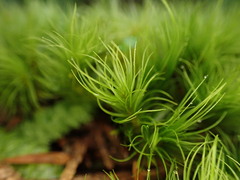 Dicranum fuscescens