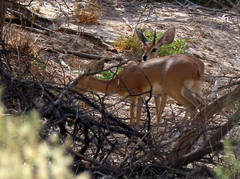 Raphicerus campestris
