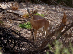 Raphicerus campestris