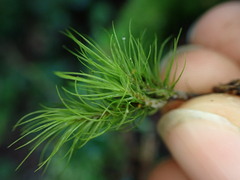 Dicranum fuscescens