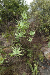 Trachyandra adamsonii