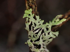 Hypogymnia hultenii