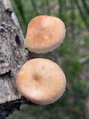 Lentinula boryana