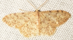 Idaea cervantaria