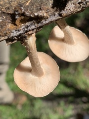 Lentinula boryana