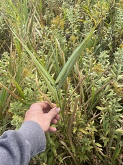 Phragmites