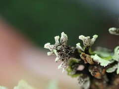 Hypogymnia hultenii