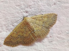 Cerynea punctilinealis