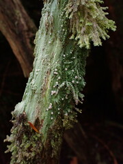 Icmadophila ericetorum