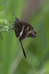 Chioides
