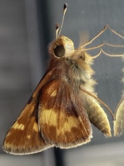 Lon melane vitellina