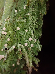 Icmadophila ericetorum