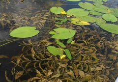 Potamogeton lucens