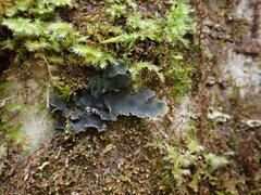 Peltigera collina