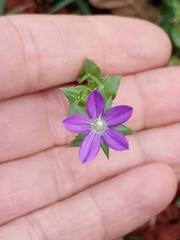 Triodanis perfoliata