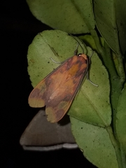 Symphlebia
