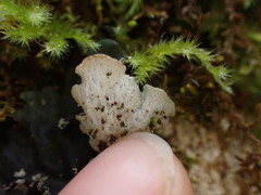 Peltigera collina