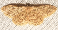 Idaea cervantaria