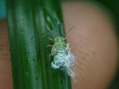 Psyllidae