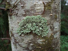 Menegazzia subsimilis