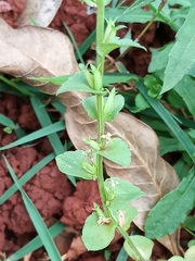 Triodanis perfoliata