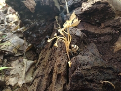 Ophiocordyceps sphecocephala