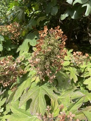 Hydrangea quercifolia