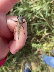 Promachus vertebratus