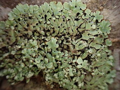 Menegazzia subsimilis