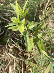 Vernonia fasciculata