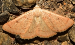 Dyscia penulataria