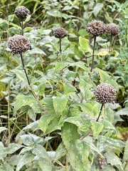 Wild bergamot