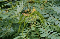 Senna hebecarpa