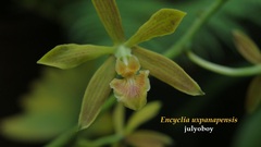 Encyclia uxpanapensis