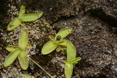 Pinguicula