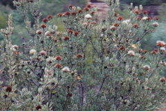 Protea glabra