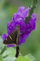 Chioides