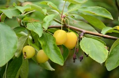 Prunus cerasifera