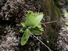 Pinguicula