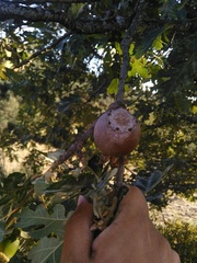 Andricus quercustozae