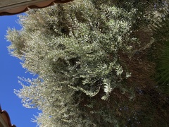 Olea europaea