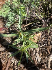 Asclepias fascicularis
