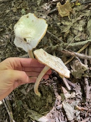 Hygrophorus chrysodon