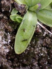 Pinguicula