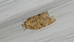 Agonopterix thelmae
